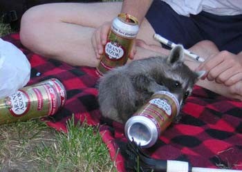 Forget garbage, this 'coon is all about the booze