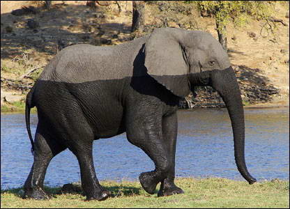 Wet Elephant