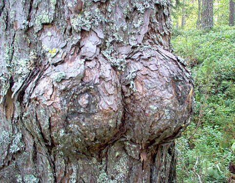 Tree Ass