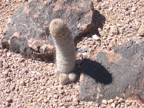 What the hell, I never knew cactus grew like this.
