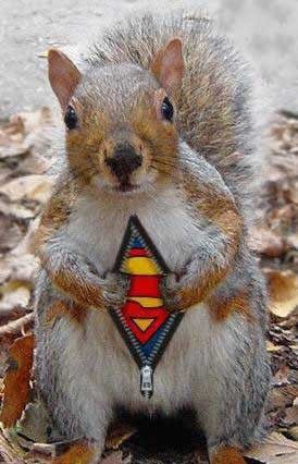 squirrel with super suit