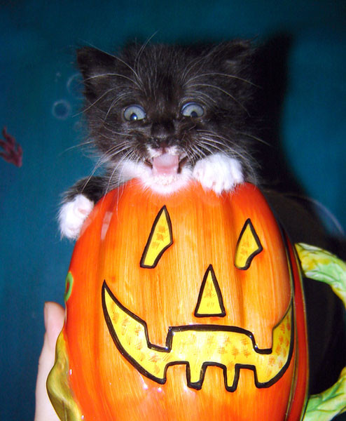 Cat in a Pumpkin