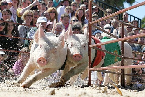 Run Pigs, Run!
