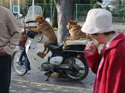Dog Bikers