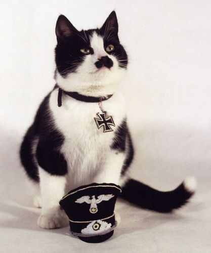 Nazi Cat