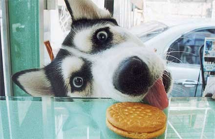 cookie dog