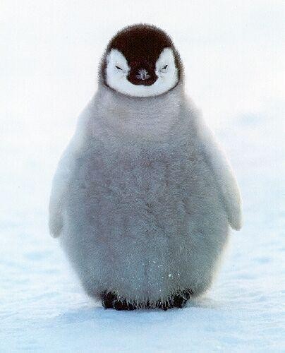 fuzzy penguin
