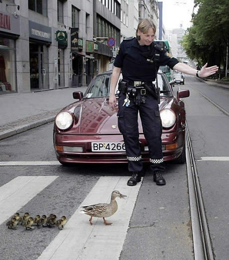Stopping traffic for duck family