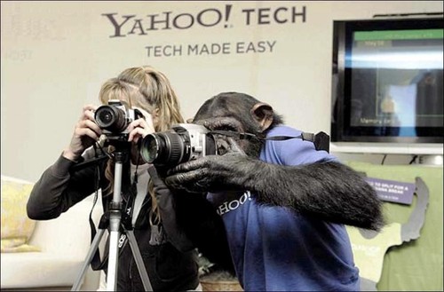 Monkey Photographer