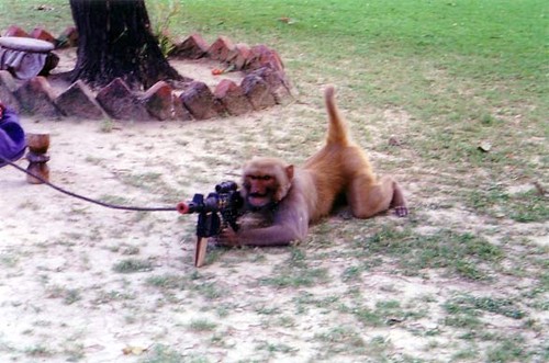 Terrorist Monkey