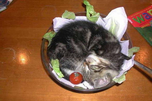Kitty Salad