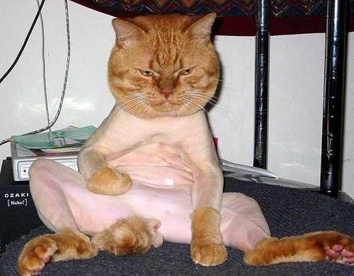 Funny Looking Shaved Cat