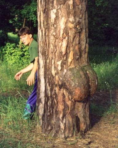 I didn't know trees had ass's