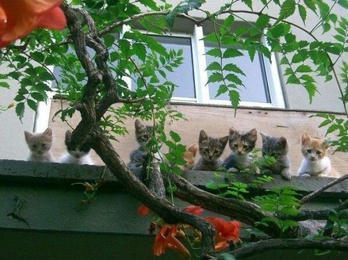 Kittens!