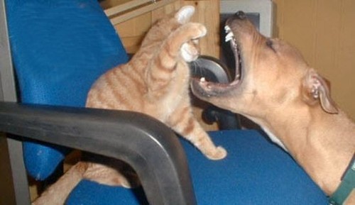 cat vs. dog