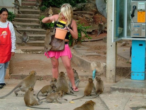 Feed The Monkeys