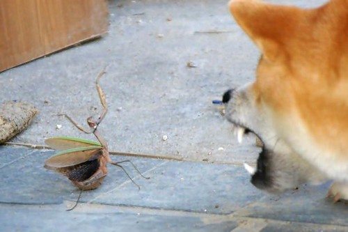 Mantis vs Dog