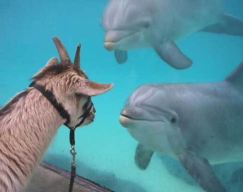 Goat and Dolphins