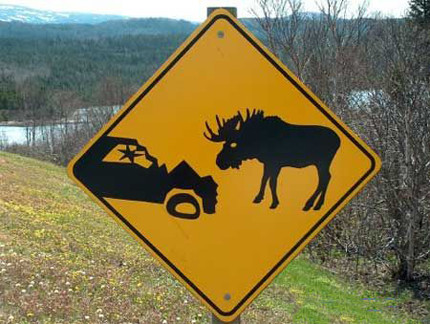 Watch out for Moose