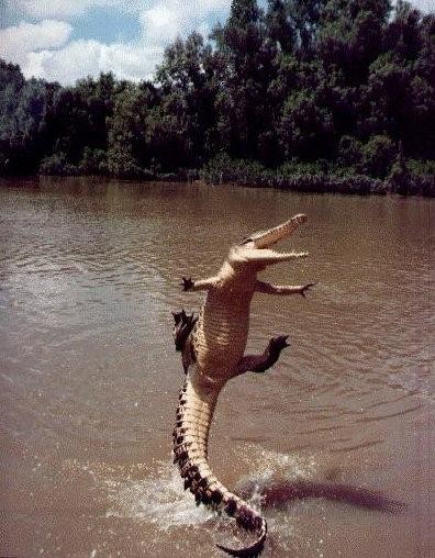 Excited Croc
