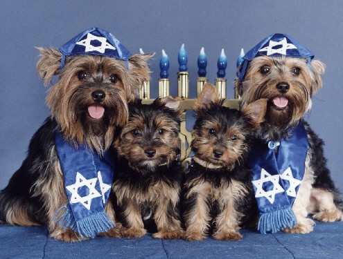 Jewish Puppies