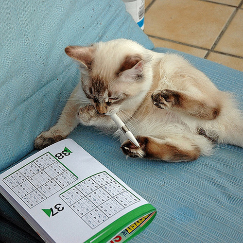 Crossword Cat
