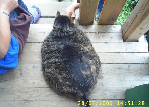Fat Fucking Cat