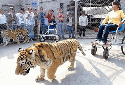 Poor Tigers