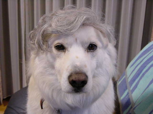 Dog Hairpiece