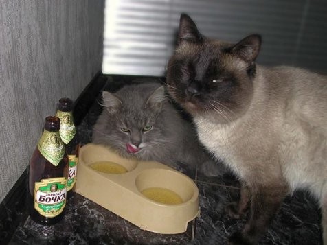 Drunk Ass Cats