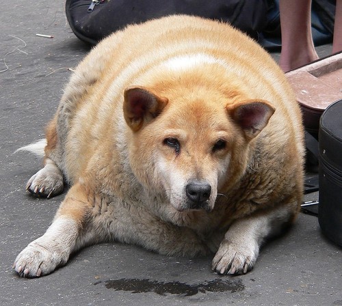 good lord, stop feeding your fat dog