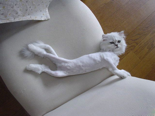 Poor Shaven Cat