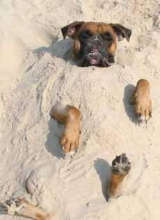 buried dog