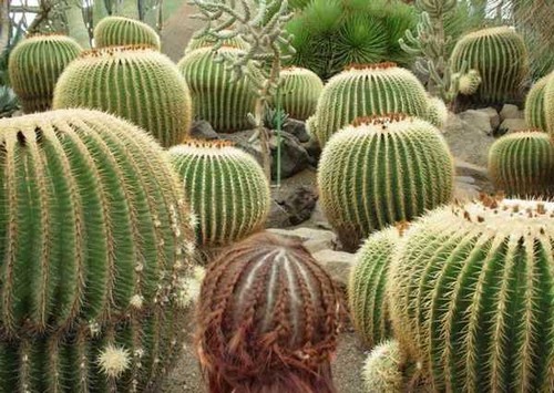 cactus head