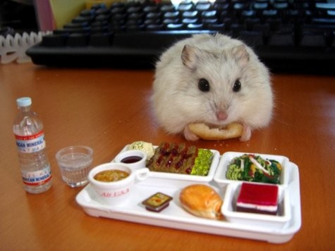 Little Hamster Lunch