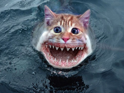 Shark Cat