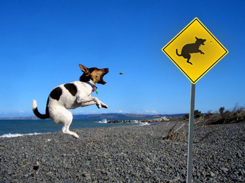 Watch for leaping dogs