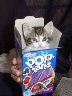 pop tart kitty