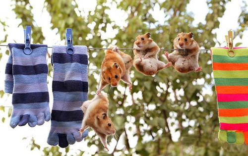Hamster clothesline fun