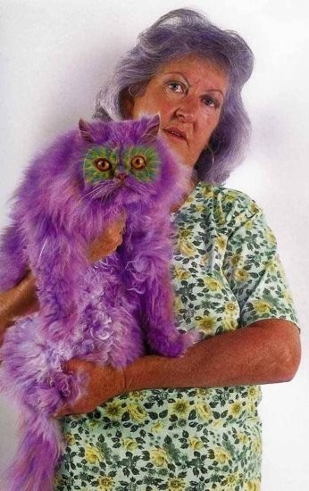 Purple monster cat