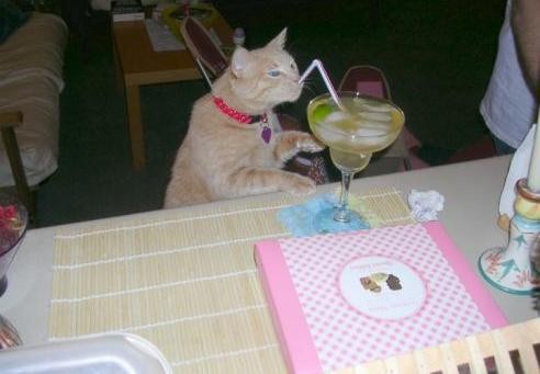 alcoholic cat