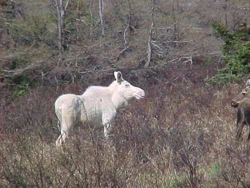 a white moose???