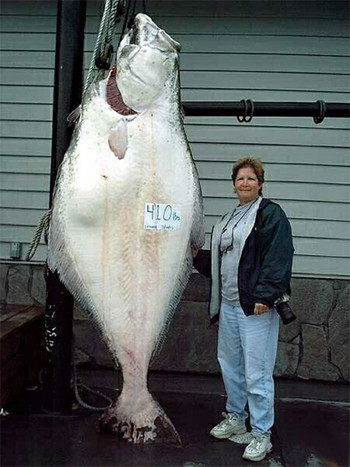 Big goddamn fish