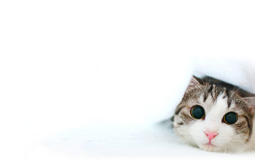 Blanket Kitty