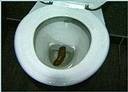 Funny pic of a toilet!