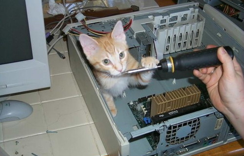 Computer Tech Kitten
