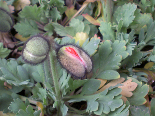 One vagina of a plant