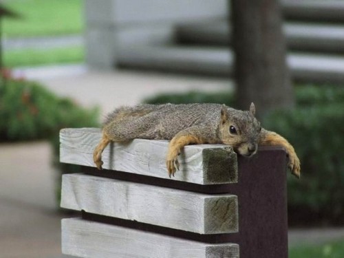 Lazy-ass squirrel