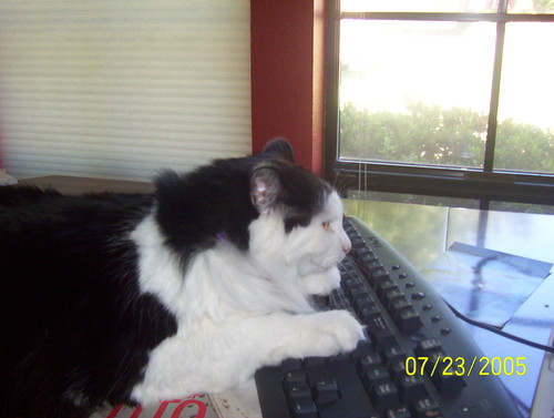 My cat Mallow (AKA Jigabottom)can type.