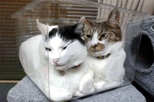 Kitties in a Box